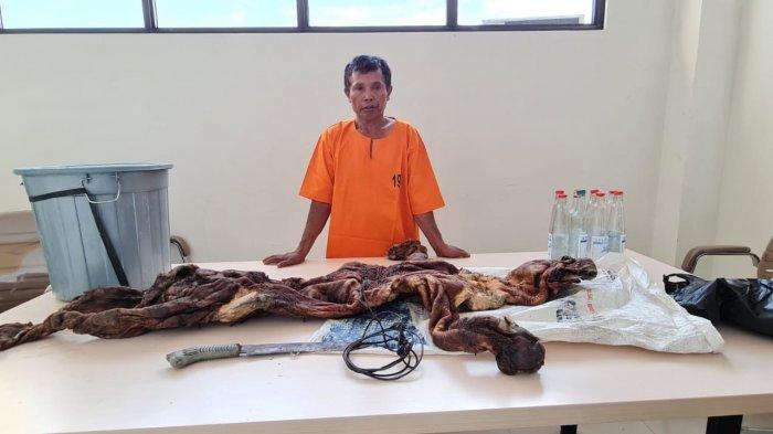 Pemburu dan Penjual Kulit Harimau Sumatera di Kuansing Ditangkap, Ada 2 Janin dari 8 Barang Bukti