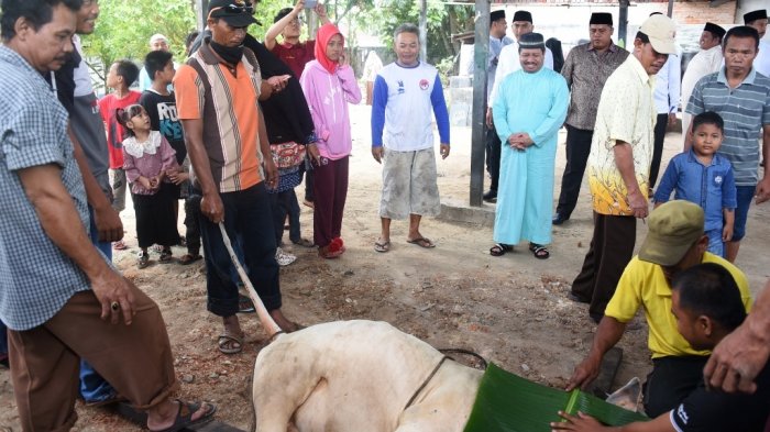 Bupati Bengkalis Kurban Enam Ekor Sapi dan 3 Kambing