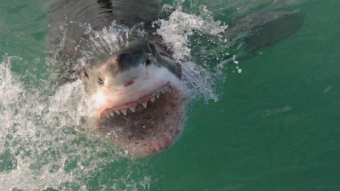 KISAH Peselancar Lepas dari Cengkraman Ikan Hiu: Layangkan Dua Pukulan