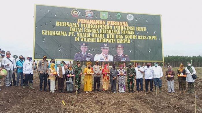 Kodim 0313/KPR Bersama Forkopimda Tanam Perdana Bibit Jagung untuk Masyarakat di Lahan Arara Abadi
