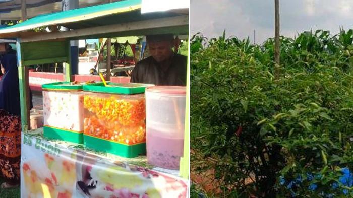 Cuaca Panas di Pekanbaru, Penjual Es Doger Laris Manis, Petani Cabai Kerja Ekstra