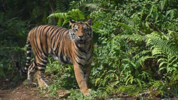 WARGA Riau Tewas Diterkam Harimau Sumatera Saat Mencari Kayu di Hutan, Tim BBKSDA Turun ke Lokasi