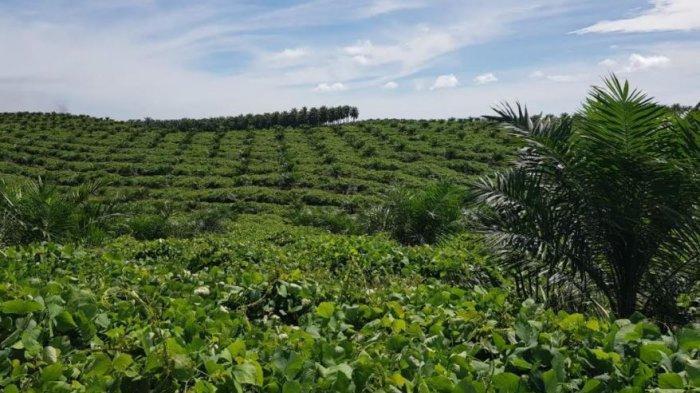 Diberitahu Ibu-ibu Tak Dikenal, 2 Warga Ini Langsung Datangi Ladang, Saat Dicek Warga Heboh