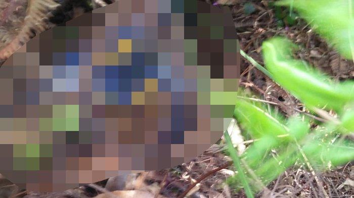 Petani di Bengkalis Tewas Mengenaskan Diserang Harimau, Ini yang Dilakukan Polisi
