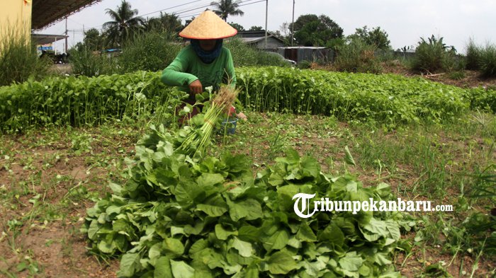 Harga Sayur dan Telur Mengalami Peningkatan di Pasar Cik Puan