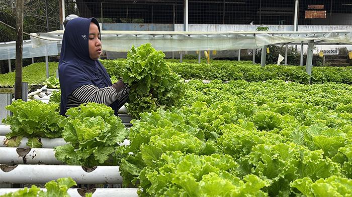 Panas Ekstrem di Riau, Tanaman Petani Mulai Berdampak, Harus Disiram Dua Kali Sehari