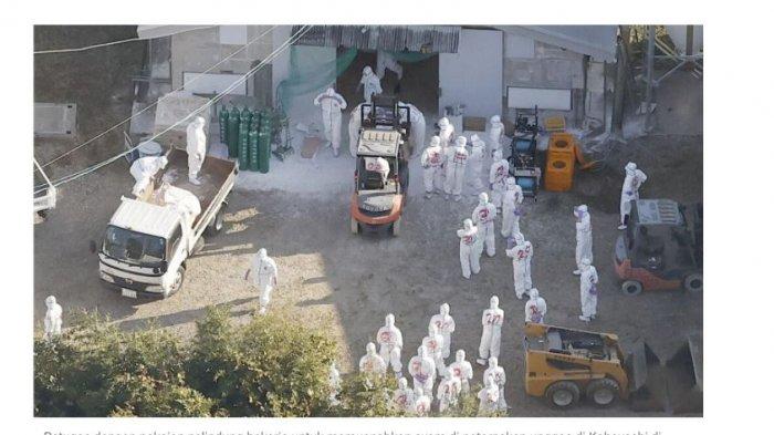 Wabah Flu Burung Kembali Mengganas, Jepang Semakin Parah, Disebut Bisa Saja Akan Seperti Covid-19