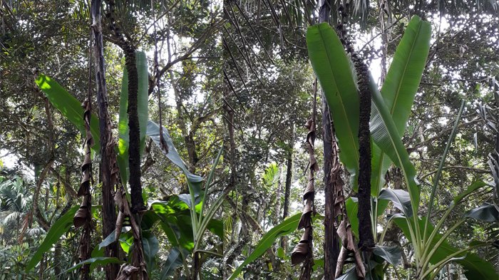 UNIK, Pisang Langka di Indragiri Hulu Memiliki Tandan Sepanjang 3 Meter