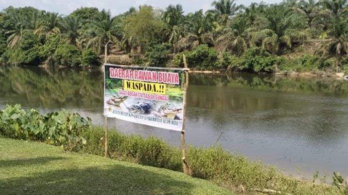 Buaya Bikin Warga Kuntu Kampar Kiri Takut Mandi, Mencuci, dan BAB di Sungai, BBKSDA Pasang Plang