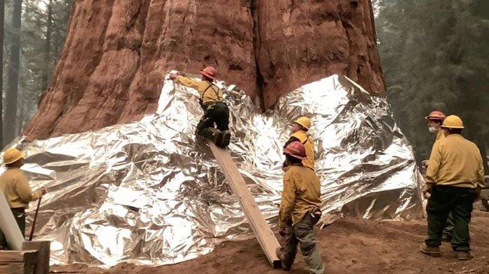 Pohon Terbesar di Dunia Diselimuti Aluminium, Terancam Diamuk Kebakaran