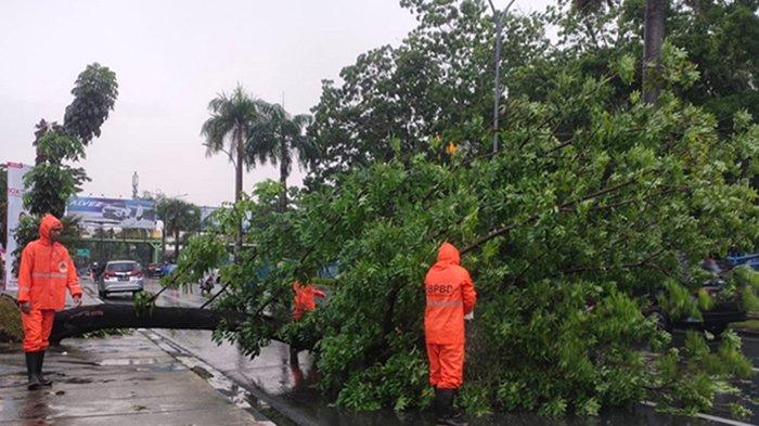 Angin Kencang dan Hujan Deras di Pekanbaru, BPBD Evakuasi Satu Pohon Tumbang