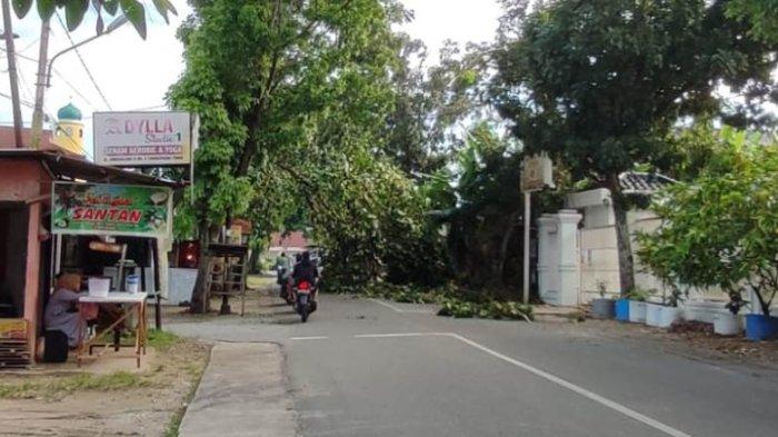 BREAKING NEWS: BPBD Pekanbaru Minta Masyarakat Waspada Banyak Pohon Tumbang Akibat Cuaca Ekstrem