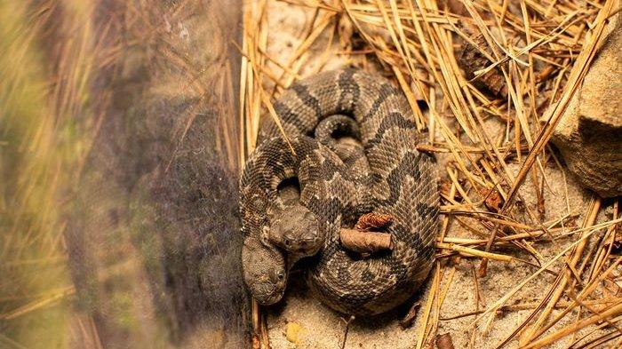 Pria Ini Baru Temukan Ular Kayu Berbisa Berkepala Dua, Anehnya Kepala Ular Bergerak Berlainan Arah