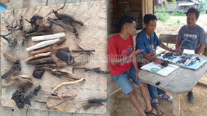 Ramuan Tradisional 33 Tumbuhan Talang Mamak di Riau, Dipercaya Lawan Banyak Penyakit Juga Covid-19
