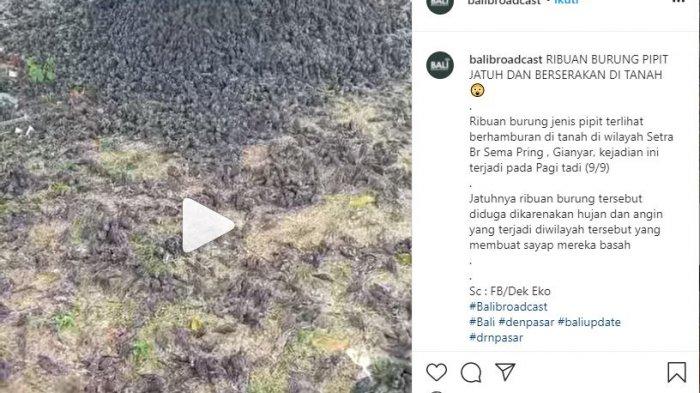 Fenomena Aneh Di Gianyar, Ribuan Burung Pipit Tewas Berjatuhan Di Kuburan Saat Hujan Lebat