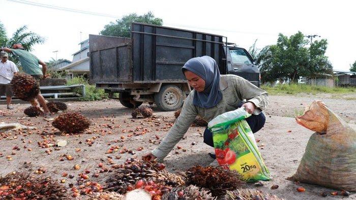 Digaji Rp 700 Ribu per Bulan, Guru Honor Wanita Ini Tak Malu Nyambi Mulung Sawit : Kuncinya Ikhlas