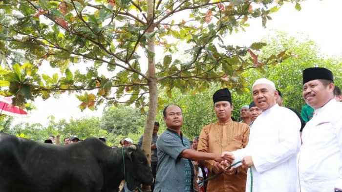 Gubernur Serahkan Sapi Jokowi di Mesjid Babussalam Duri