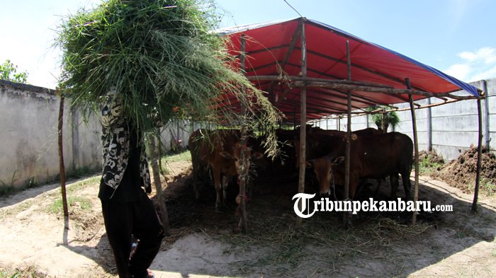 FOTO: Penjualan Sapi Kurban Diperkirakan Meningkat Seminggu Sebelum Idul Adha - sapi-kurban_20180813_151636.jpg