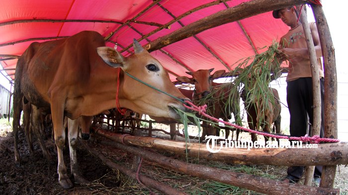 FOTO: Penjualan Sapi Kurban Diperkirakan Meningkat Seminggu Sebelum Idul Adha - sapi-kurban_20180813_151641.jpg