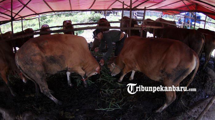 FOTO: Penjualan Sapi Kurban Diperkirakan Meningkat Seminggu Sebelum Idul Adha - sapi-kurban_20180813_151831.jpg