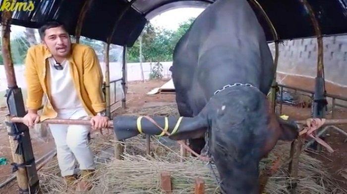 Pertandingan Para Artis Pamer Sapi Kurban Diperbincangkan, Ada Irfan Hakim vs Atta, Atta Ingin Ini