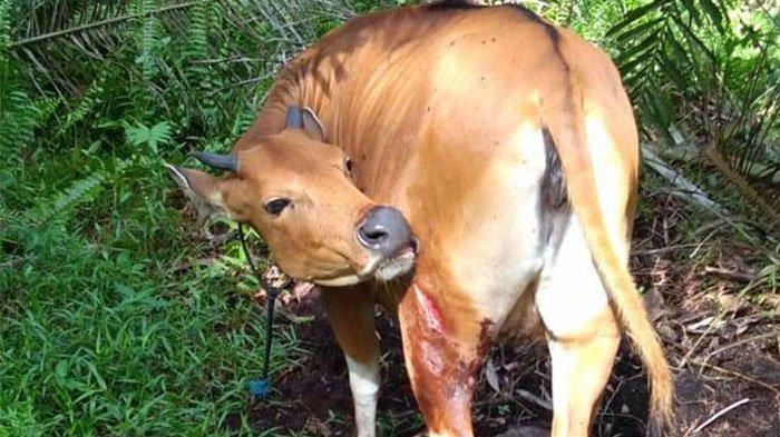 Teror Harimau di Labuhan Bilik,19 Kambing Menghilang, Sapi Diserang, Anjing Dibunuh Tanpa Disantap