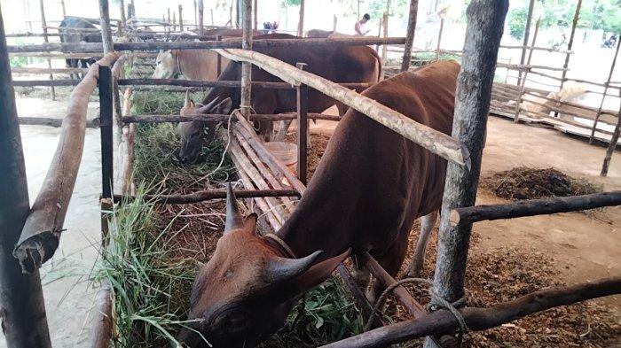 Jelang Idul Adha, Gubernur Riau Tegaskan Keluar Masuk Hewan ke Riau Wajib Punya Ini, Antisipasi PMK