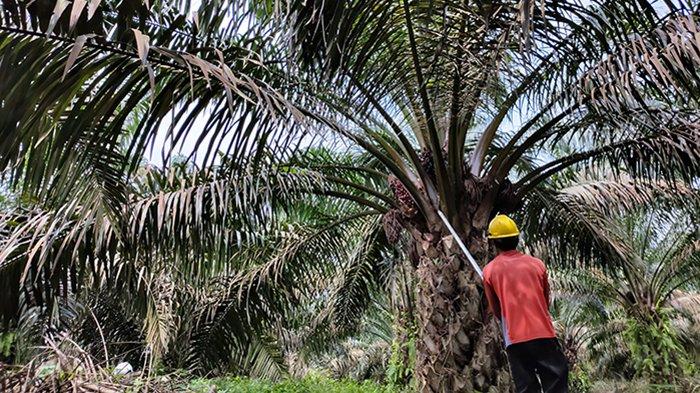 Pekan Ini Harga TBS Sawit Mitra Plasma di Riau Kembali Naik di Semua Kelompok Umur