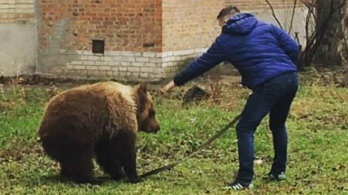 Ngeri, Diserang Beruang dari Belakang, Warga Solok Ini Selamat setelah Lakukan Ini, Warga Gempar