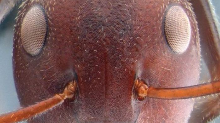 Ditemukan Semut yang Bisa 'Meledak' di Hutan Kalimantan, Ilmuwan yang Menemukannya Sampai Kaget