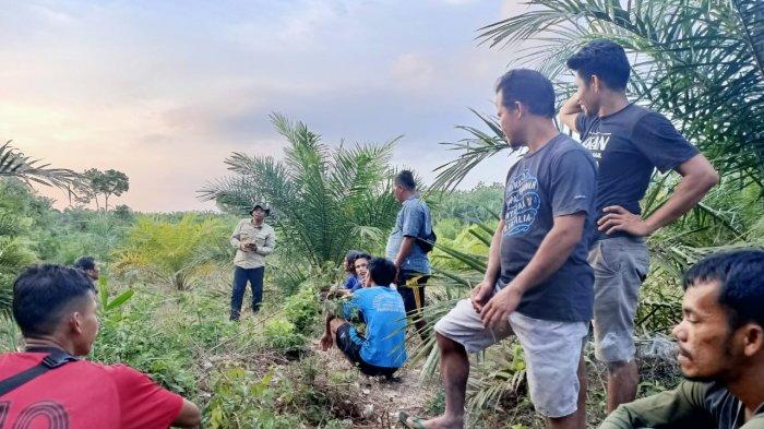 Sepekan Lalu-lalang di Kebun Warga Pelalawan, Tim BKSDA Berhasil Giring Gajah Liar Kembali ke Hutan