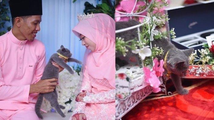 Kucing Lucu Abu-abu Panik dan Hampir Lari, Seserahan Unik Calon Pengantin Pria untuk Calon Istrinya