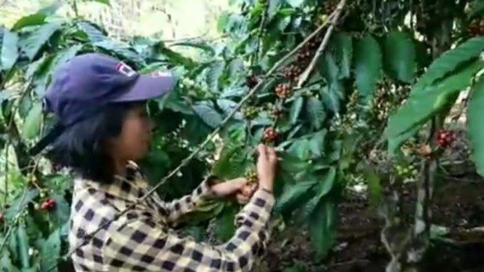 Lapor Pak Nadiem, 2 Siswi SMA di Pagaralam Jadi Buruh Harian Pemetik Kopi demi Kuota Internet dan HP