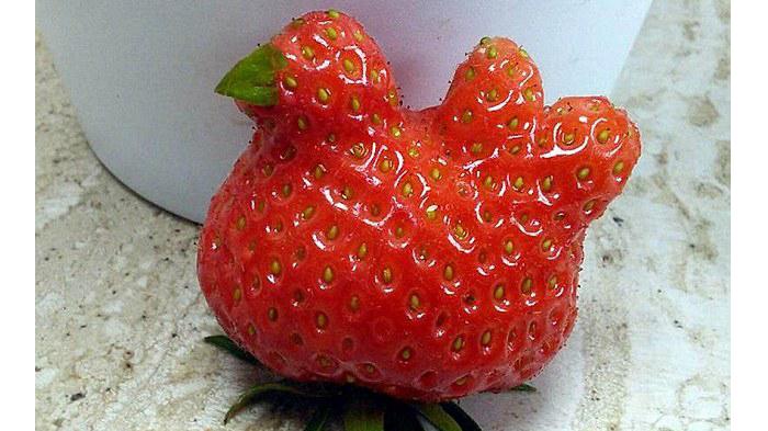 Petani Temukan Strawberry Unik Mirip Ayam di Kebun