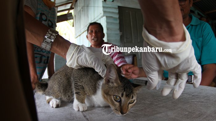 Info Bagi Pemilik Hewan Peliharaan,PKH Riau Gelar Penyuntikan Vaksin Rabies Gratis, Kapan? di Mana?