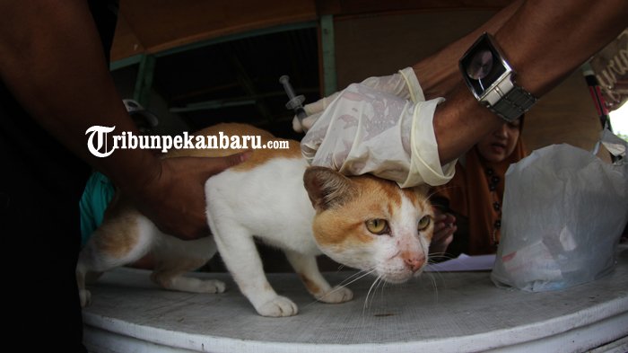 Tercatat 115 Kasus Gigitan Hewan di Dumai hingga Juni 2023, Nihil Rabies