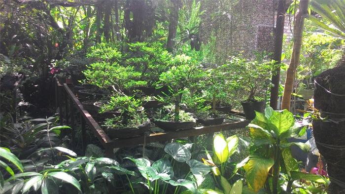 Tren Tanaman Hias, Bisnis Bergeliat, Omzet Bisa Capai Puluhan Juta