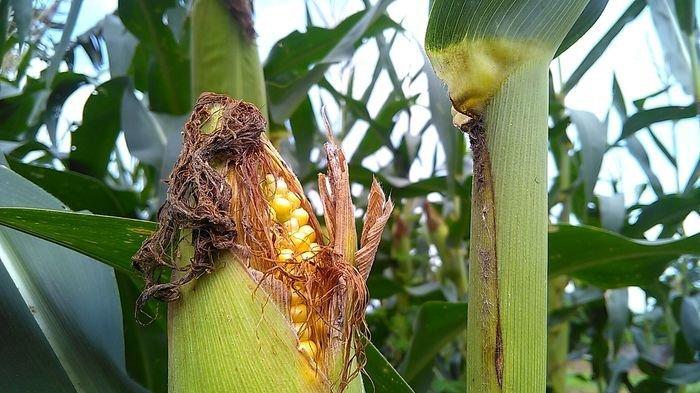 Ibu Muda Dibuntuti Tetangga ke Ladang Jagung, Rupanya Dirudapaksa, 'Jangan Nangis, Kamu Saya Bunuh'