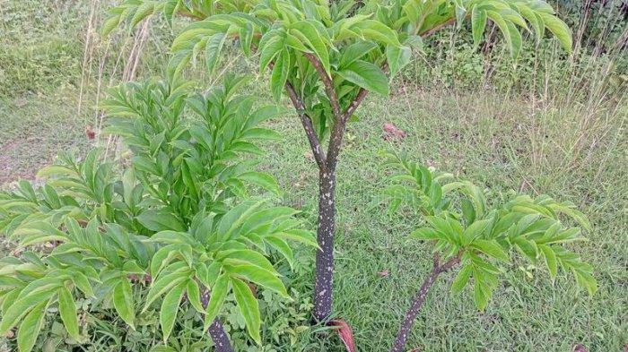 Manfaat Umbi Konjak Bagi Kesehatan, Dapat Obati Berbagai Penyakit