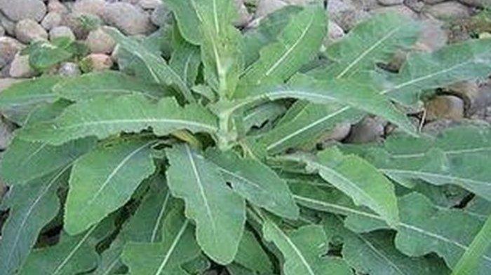 Batu Ginjal Bisa Picu Gagal Ginjal, Segera Atasi Dengan Tempuyung, Asam Urat Pun Tuntas