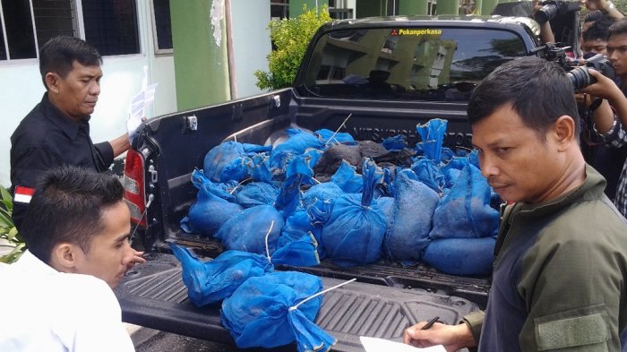 Melahirkan di Atas Pick Up  Trenggiling Menggulung Seolah Peluk Anaknya yang Tak Bernyawa