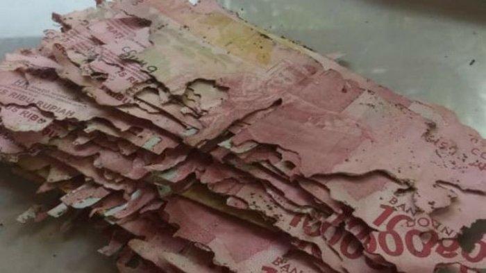 Simpan dalam Plastik, Saat Sunardi Membukanya Uang Pria Ini Ternyata Dimakan Rayap