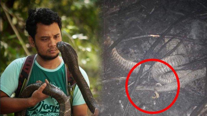 Panji Petualang Ungkap Hal Mengejutkan Soal Ular Berkaki Mati Terpanggang Akibat Karhutla Riau