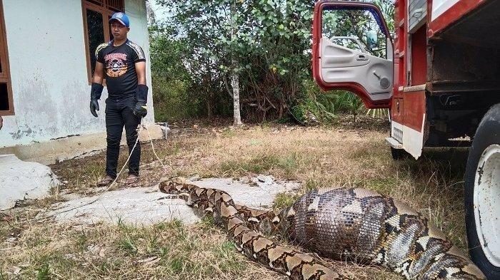 Ular Piton Lemas Kekenyangan Setelah Makan Kambing Bunting, Perut Membuncit