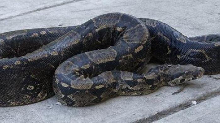 Ular Boa 10 Kaki Siap Menyantap Bocah 18  Bulan jika Salah Melakukan TIndakan, Bocah Itu Kelaparan