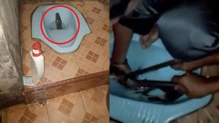 Warga Teriak Histeris, Kepala Ular Piton Sepanjang 3 Meter Nongol di Lubang WC, Videonya Viral