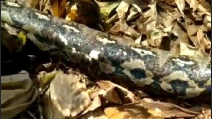 Bikin Netizen Tecengang sampai Sebut Pecahkan Rekor, Inilah Penampakan Ular Raksasa