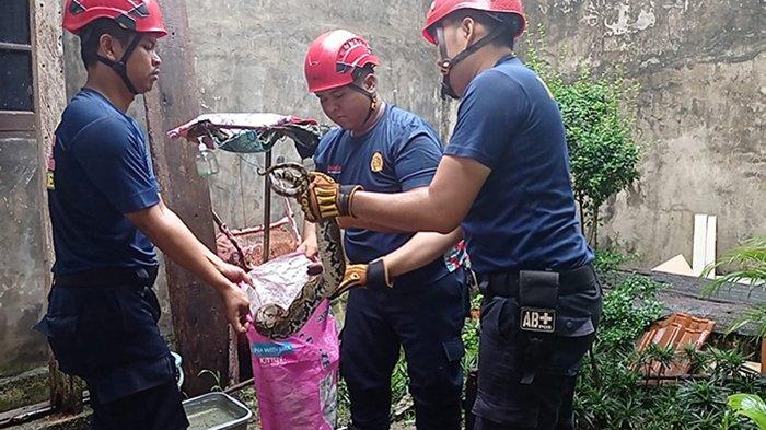 Musim Hujan, Ular Sanca, Kobra dan Lainnya Kerap Masuk Rumah Warga, Ini Imbauan DPKP Pekanbaru