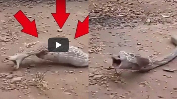 Warga Heboh Lihat Ular Tiba-tiba Muntah, Ternyata Ini yang Keluar dari Perutnya, Semua Syok