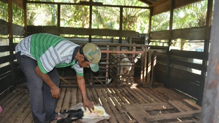 Terjadi Monopoli dan Oligopoli dalam Pemasaran Hasil Ternak Unggas Petani di Riau